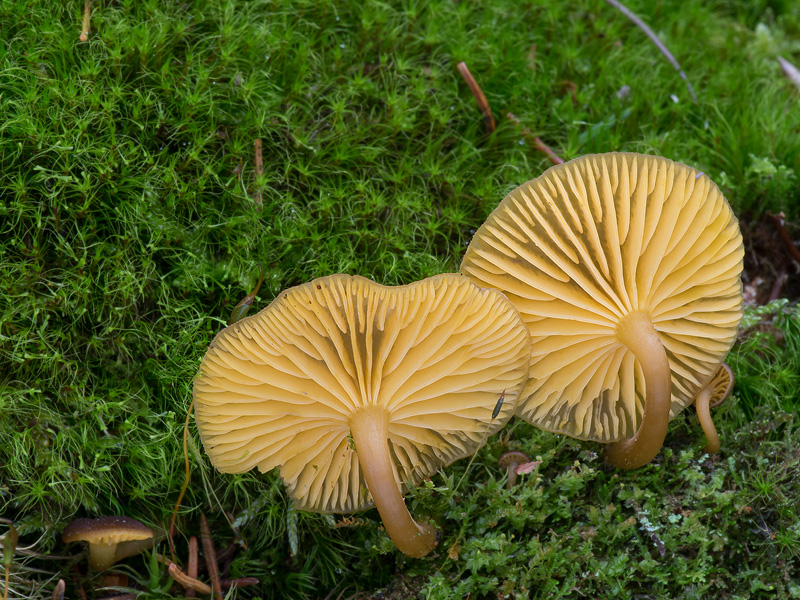 Chrysomphalina chrysophylla